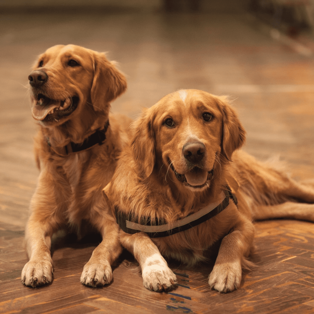 couple de golden retriever